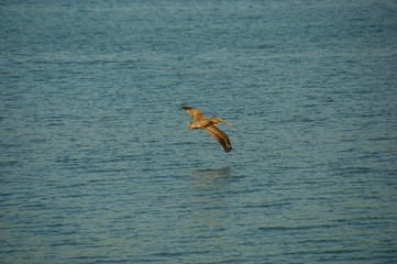 the pelican flies over the water