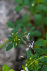 flowers in the garden