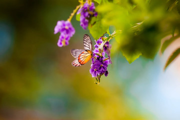 Butterfly and flowers