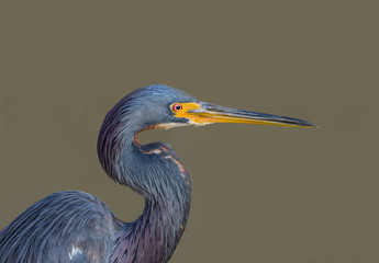 Tricolored Heron Closeup Portrait