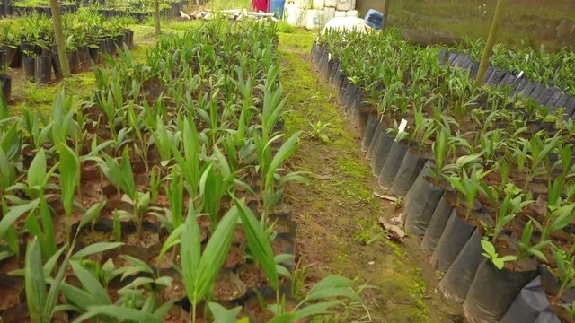 Pull back shot over a nursery-garden,coyol palm tree seedlings growing safely, for an oil production farm