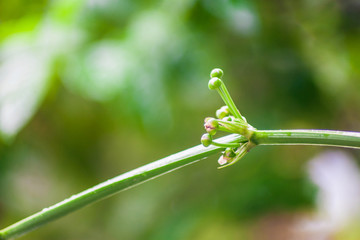 Closeup of a white flowers
