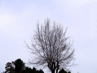 backlit trees in the bay of Cadiz capital, Andalusia. Spain. Europe