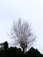 backlit trees in the bay of Cadiz capital, Andalusia. Spain. Europe
