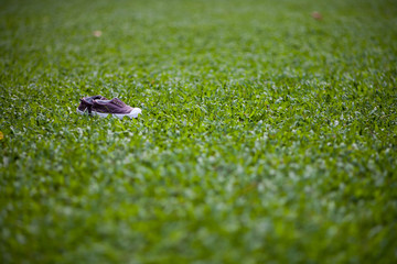 shoe on a grass