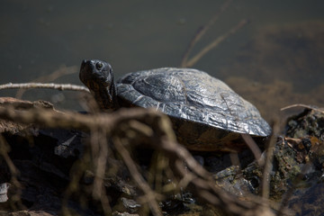 Nordamerikanische Schmuckschildkröte am Teich
