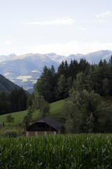 Fototapeta na wymiar Bergwald in den Dolomiten