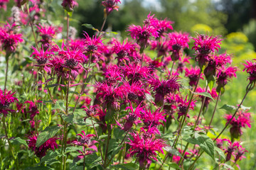 Monarda didyma (Scarlet beebalm) 