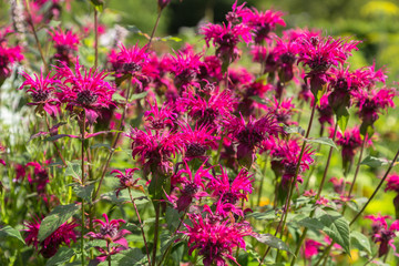 Monarda didyma (Scarlet beebalm) 