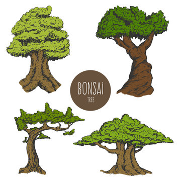 Set of hand drawn sketch old tree or decorative japan bonsai tree isolated on white background. Vector vintage retro illustration.