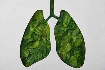 Naklejka premium top view of lungs model with green leaves isolated on white