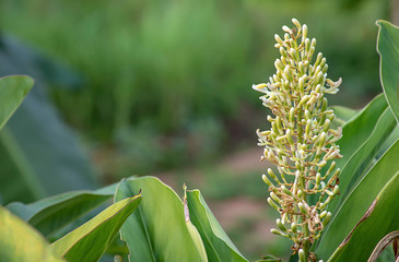 Obraz premium Flowers bloom green yet On a Blurry green background.