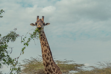 Giraffe