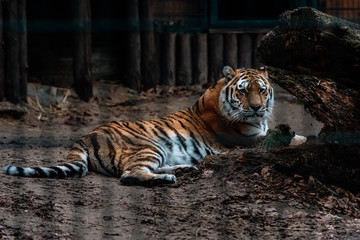 Tiger in the zoo