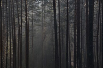 pine forest after rain