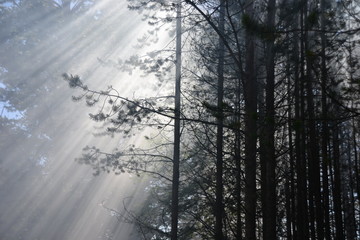 sun rays passing through tree crowns