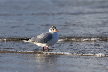Black-headed gull (Chroicocephalus ridibundus) on a Baltic Sea beach, Mecklenburg-Western Pomerania, Germany