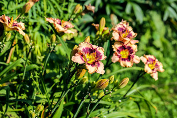 Blooming cultivar daylily in the summer garden 