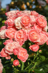 Close-up of garden rose 