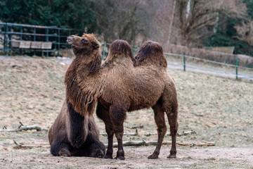 camels in the zoo