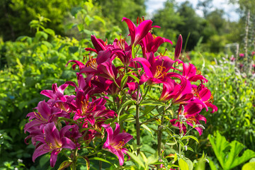 Obraz premium Lily in the garden