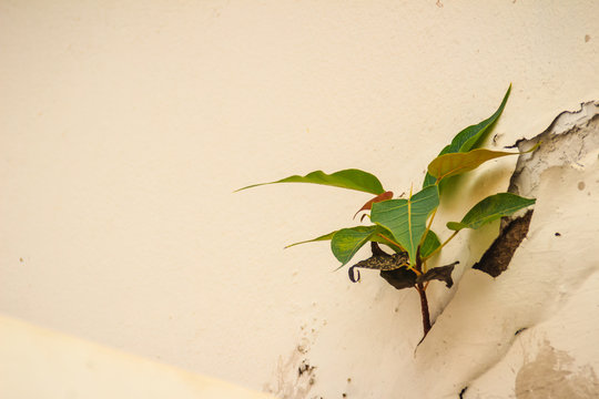 Amazing Bodhi tree (Ficus religiosa) growing on the cracked white wall.