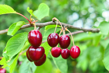 Sweet cherries on the tree