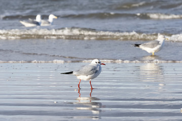 Black-headed gull (Chroicocephalus ridibundus) on a Baltic Sea beach, Mecklenburg-Western Pomerania, Germany