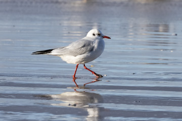 Black-headed gull (Chroicocephalus ridibundus) on a Baltic Sea beach, Mecklenburg-Western Pomerania, Germany