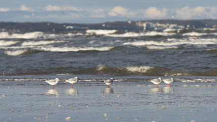 Black-headed gull (Chroicocephalus ridibundus) on a Baltic Sea beach, Mecklenburg-Western Pomerania, Germany