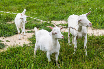 Fototapeta premium young goats in the meadow