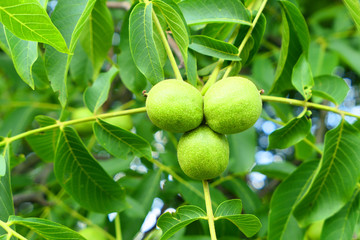 Green walnuts on tree