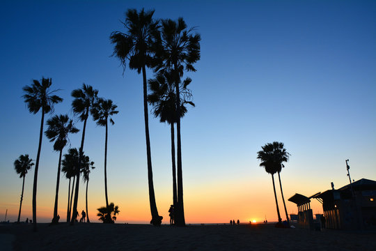 Palm trees at sunset on the Venice Beach, LA