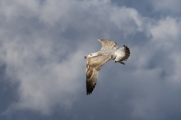Flying herring gull (Larus argentatus) with a mussel shell in it's beak on a Baltic Sea beach, Mecklenburg-Western Pomerania, Germany
