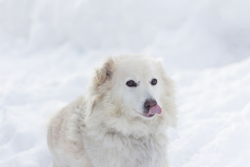beautiful white dog sitting on the snow with his tongue sticking out