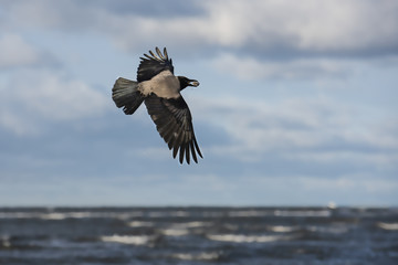 Flying hooded crow with a shell in a beak