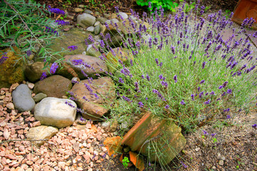 Lavendel  (Lavandula angustifolia) im Garten
