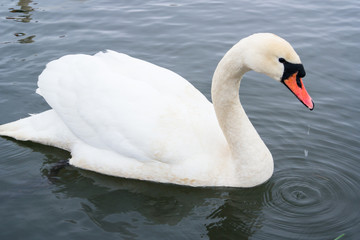 Fototapeta premium white swan