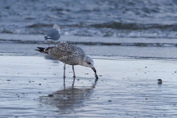 The European herring gull (Larus argentatus) on a Baltic Sea beach, Mecklenburg-Western Pomerania, Germany