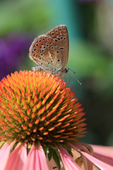 Bläuling, Schmetterling auf Echineachea Blüte