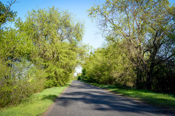 Fototapeta na wymiar rural road through the deep green forest. natural summer background.