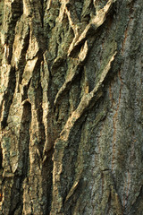 The bark of an old tree with a green tint, as the original natural texture for the background