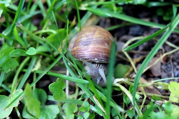 Snail on leaf