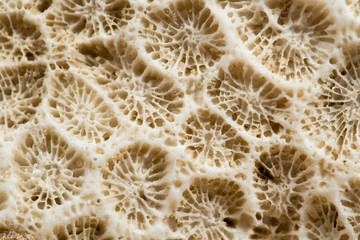 White coral shell texture