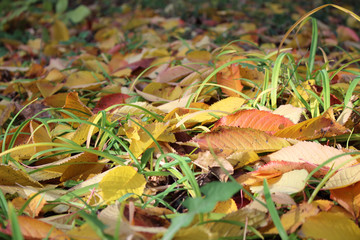 Background of leaves