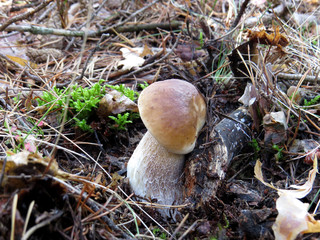 Mushrooms in forest