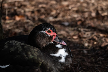 Black Muscovy Duck in Winter