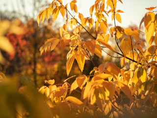 Close up view on tree branch with yellow leaves in autumn forest. Fall foliage. Colorful nature background. Yellow foliage on trees in October wood. Blurred background. Selective soft focus