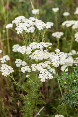 White Yarrow (Achillea millefolium) 
