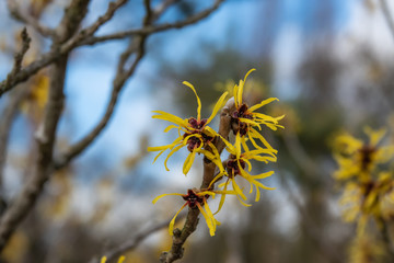 Chinese Witch Hazel Flowers in Bloom in Winter